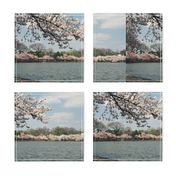 CherryBlossomTimeInDC-Placemats