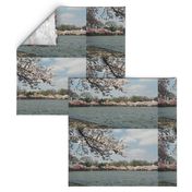 CherryBlossomTimeInDC-Placemats