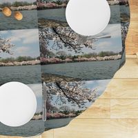 CherryBlossomTimeInDC-Placemats