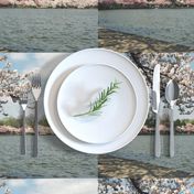 CherryBlossomTimeInDC-Placemats