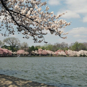 CherryBlossomTimeInDC-Placemats