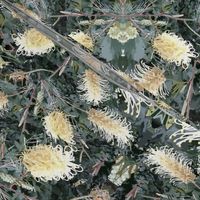 English Victorian Banksia Christmas Sage Winter White