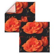 KRLGFP-ORANGE ROSE PLACEMATS