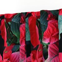 KRLGFP-POINSETTIA PLACEMATS