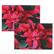 KRLGFP-RedPoinsettiaPlacemats2