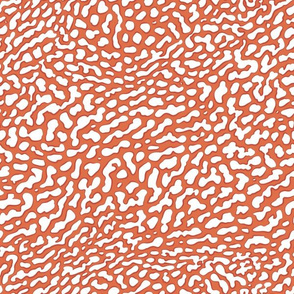 Moray, in coral and white