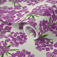 Alyssum - Purple