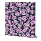 Alyssum - Jumbo Pink & Navy