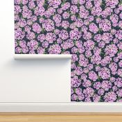 Alyssum - Jumbo Pink & Navy