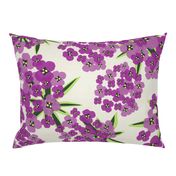 Alyssum - Jumbo Purple