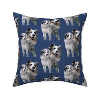 Blue Merle Australian Shepherds  fabric