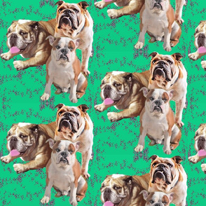 bulldogs on green background