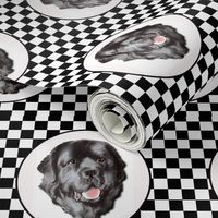 checkerboard newfy portrait