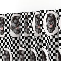 checkerboard newfy portrait