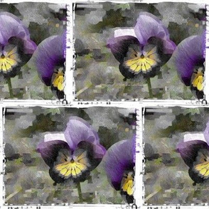 Painted Pansy