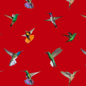 Hummingbirds of T and T - red