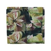 PinkAndWhitePoinsettiaFQTeaTowel