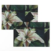 PinkAndWhitePoinsettiaPlacemats