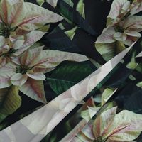 PinkAndWhitePoinsettiaPlacemats