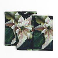 PinkAndWhitePoinsettiaPlacemats