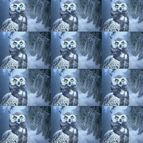 owl-3184032_960_720