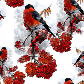 Bullfinch_2_Rowan_Red Rowan