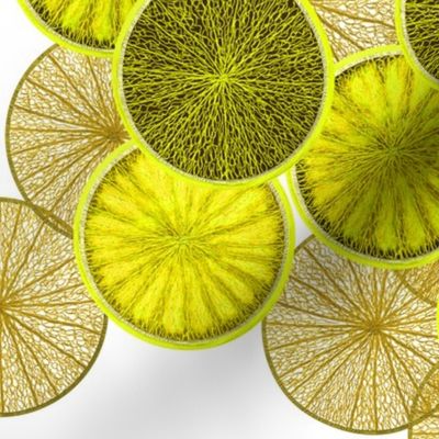 Lemons (JUMBO) by Su_G_©SuSchaefer