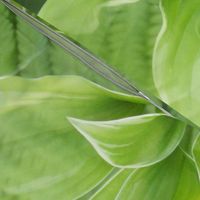 Mammoth Hosta