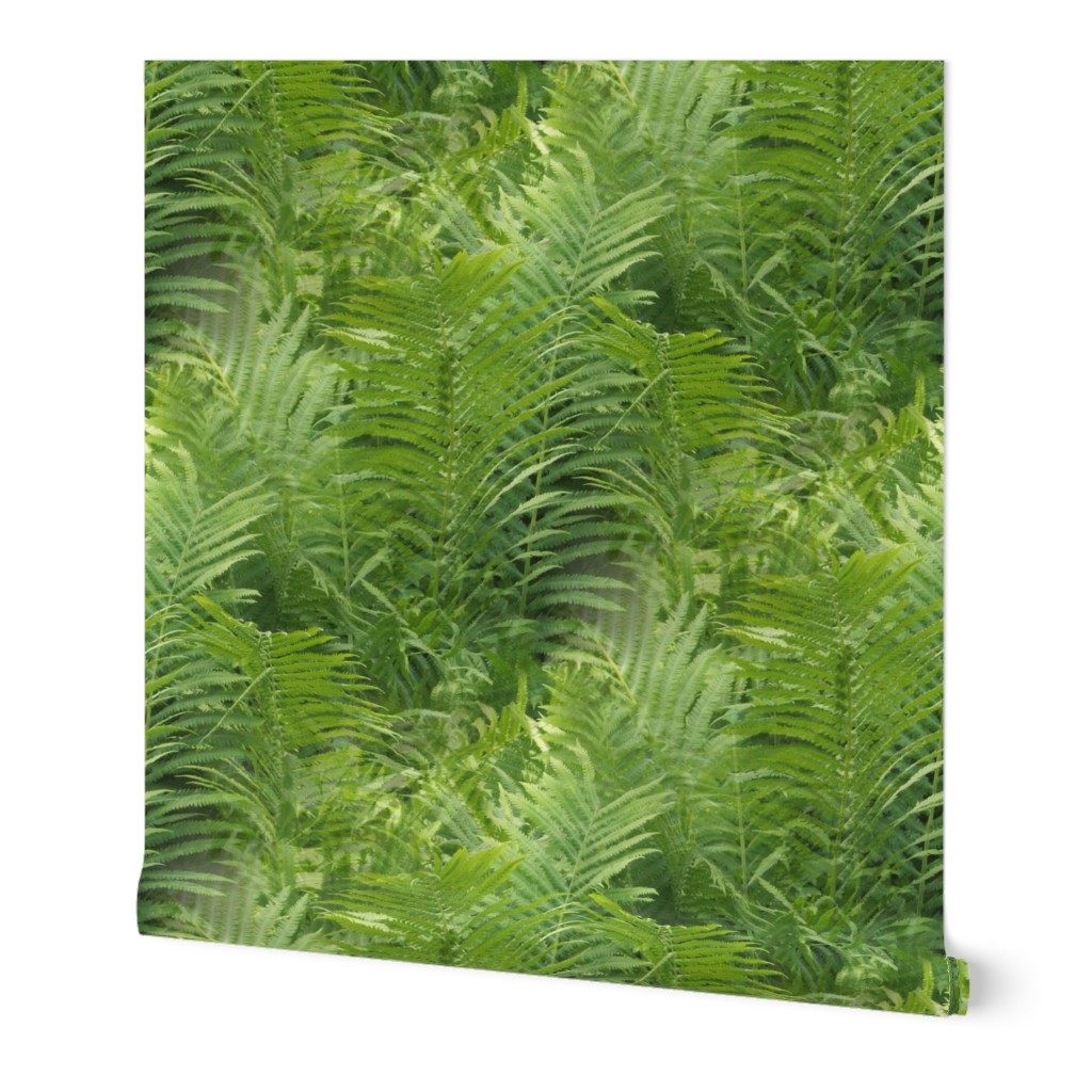 Fern Forest