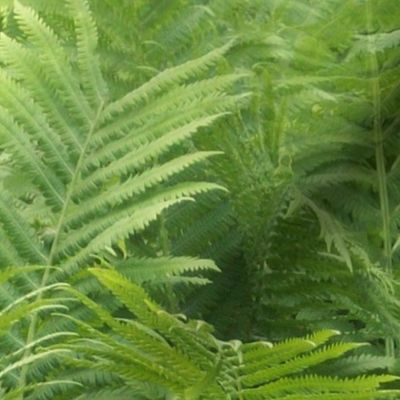 Fern Forest