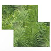 Fern Forest