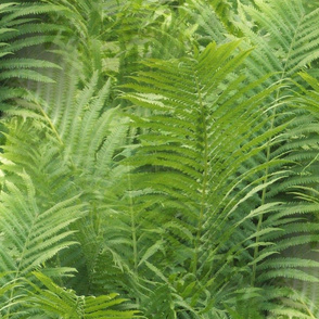 Fern Forest