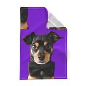 Top Dog in Purple
