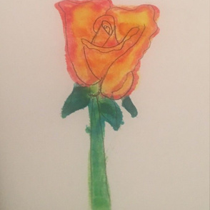 A Single rose