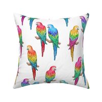 Rainbow Macaws white, large