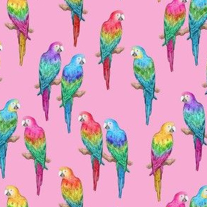 Rainbow Macaws on pink