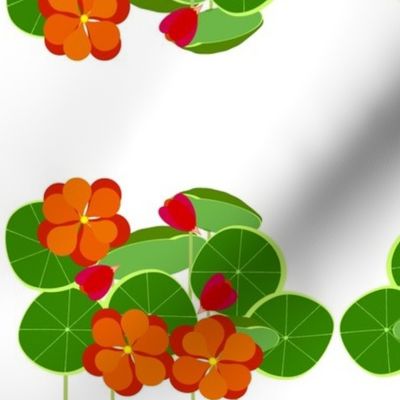 Nasturtium Garden-medium