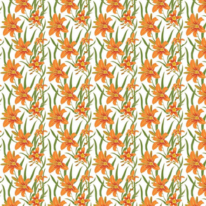 day lily on white 4x4