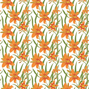 day lily on white 6x6