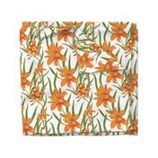 day lily on white 12x12