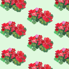 Geraniums on mint green