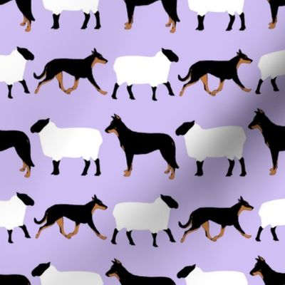 Basic Beaucerons and sheep - lavender