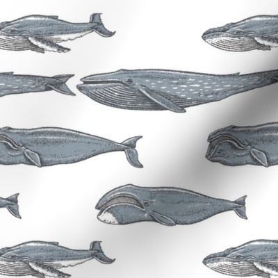 The Most Endangered Whales