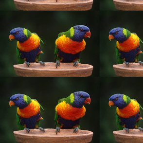 rainbow-lorikeet-parrots-australia-rainbow-37833