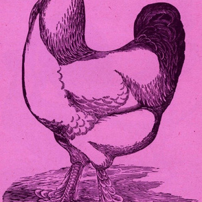 Victorian Etching, Light Brahma Cock magenta