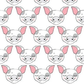 spotted pig faces on white