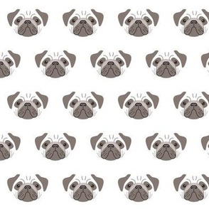 pug-dark brown-and-white