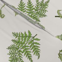 Woodland Ferns-Cream