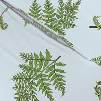 Woodland Ferns-Sky