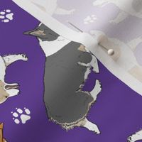 Trotting Pembroke Welsh Corgis and paw prints - purple